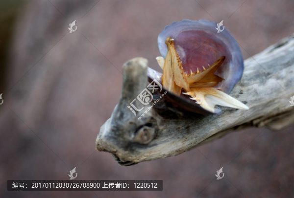 沙灘寶貝