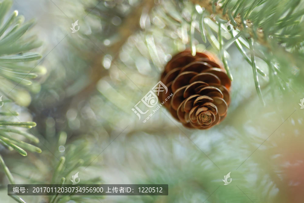 夢(mèng)幻般的超現(xiàn)實(shí)的松果