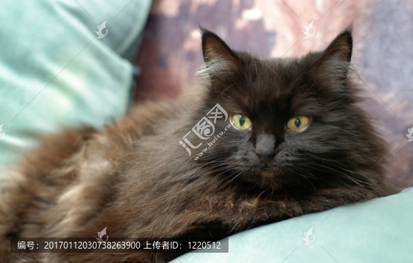 懶洋洋的貓