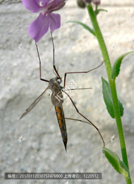 懸掛的bug。