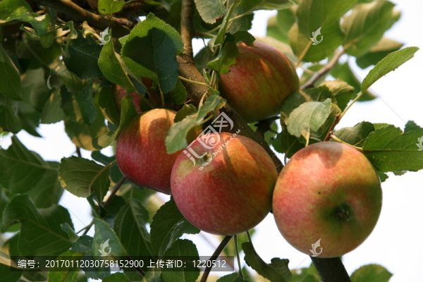 蘋果