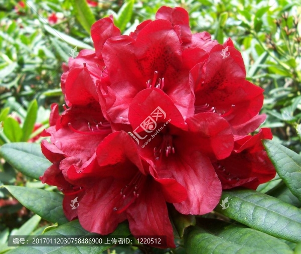 紅杜鵑