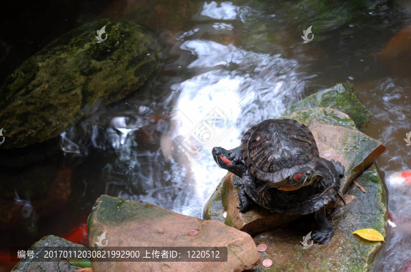 海龜在動(dòng)物園