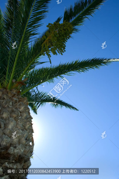 海棗