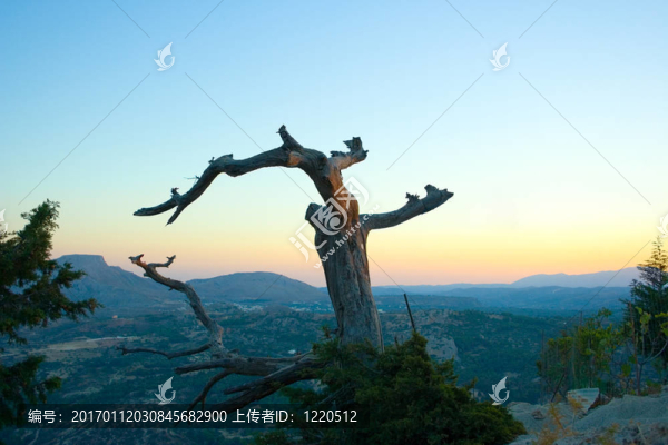 干樹
