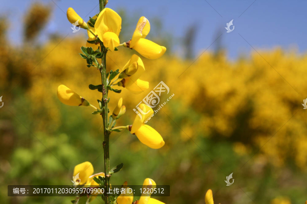 黃色的野花