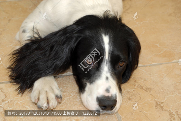 英國史賓格犬