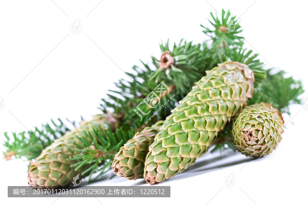 帶錐的皮樹枝