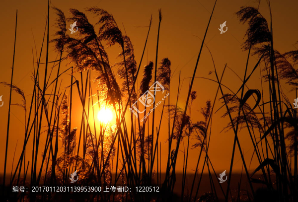 太陽下的蘆葦