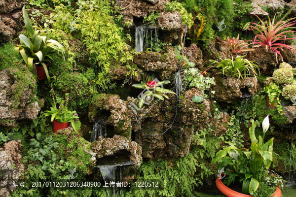 植物