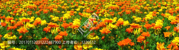 黃色和橙色金盞花場(chǎng)：全景拍攝