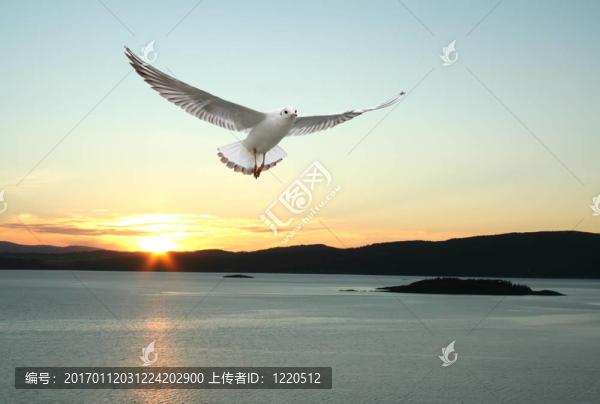 飛海鷗和挪威峽灣