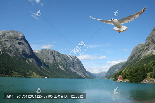 飛海鷗和挪威峽灣