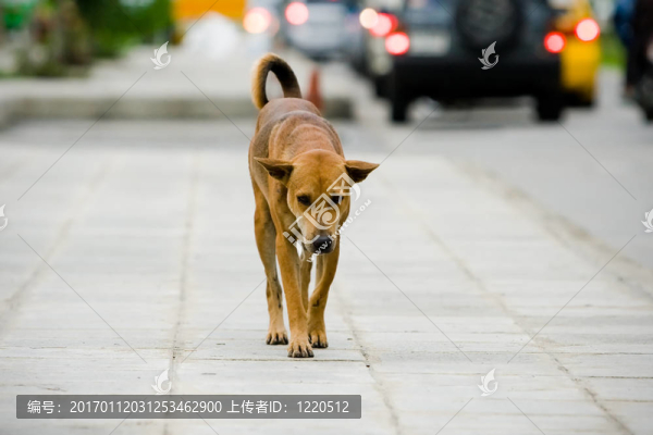 狗在街上