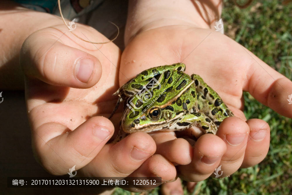 我的Pet,Frog