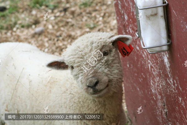 羊