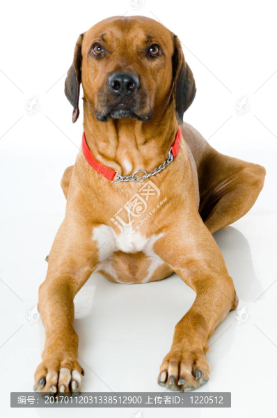 大狗