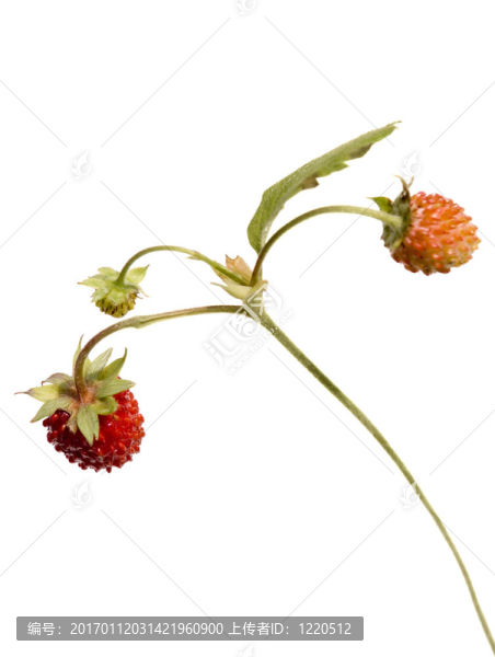 野草莓