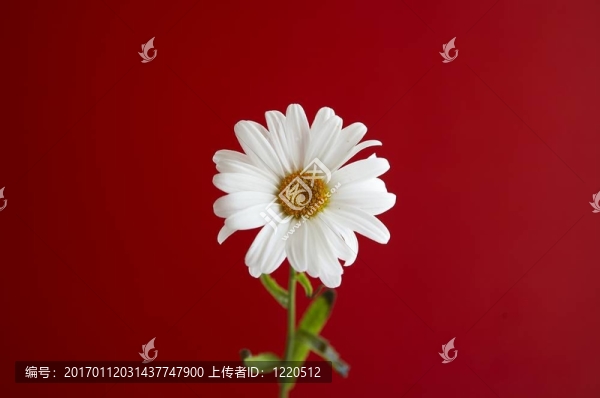 白色雛菊