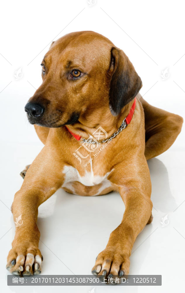 羅得西亞脊背犬