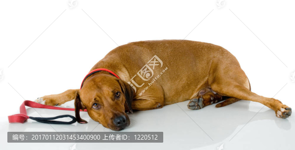 正在睡覺的狗