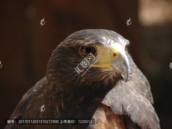 hawk4