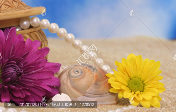 海貝殼與Flowers