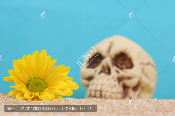 花與Skull