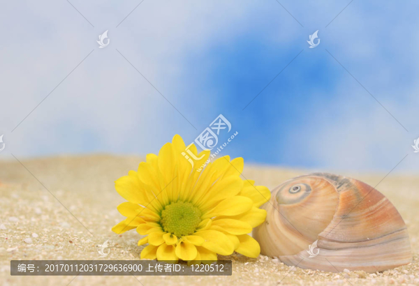 花與海貝殼