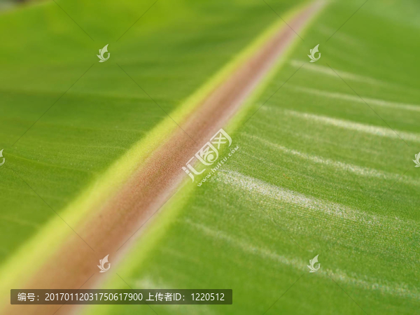 香蕉葉