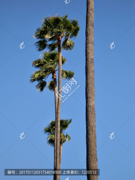 棕櫚樹排
