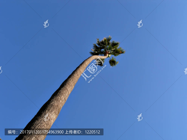 孤獨的手掌對著天空
