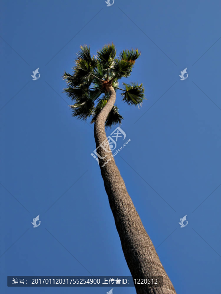 孤獨(dú)的手掌對著天空