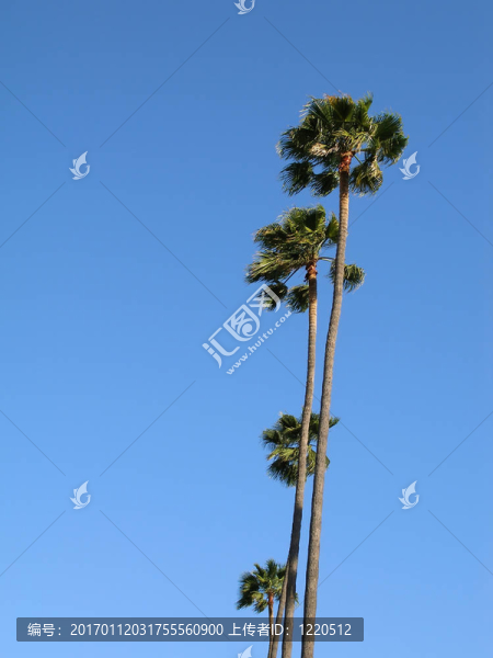 棕櫚樹排