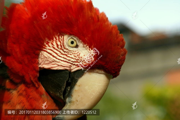 紅金剛鸚鵡