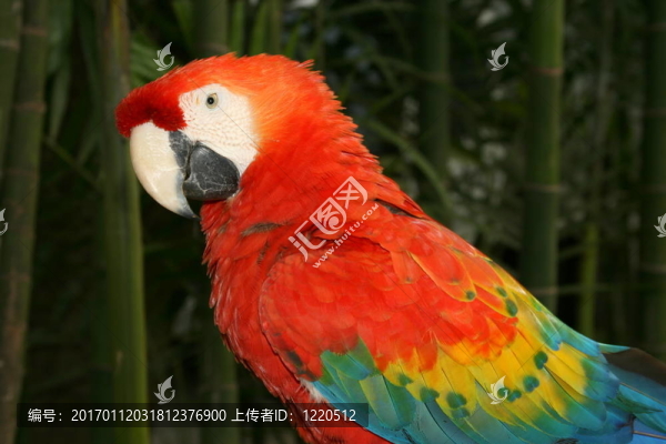 五彩金剛鸚鵡