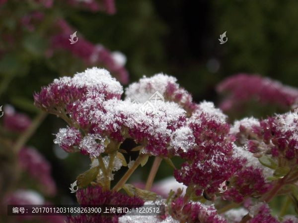 flowerses雪下