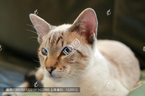 Tomcat