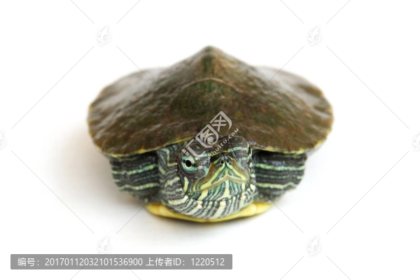 紅耳龜