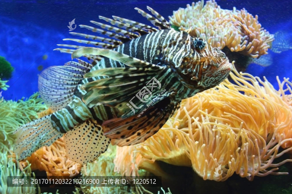 獅子魚