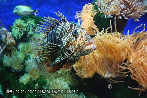 獅子魚2