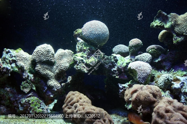 海洋植物