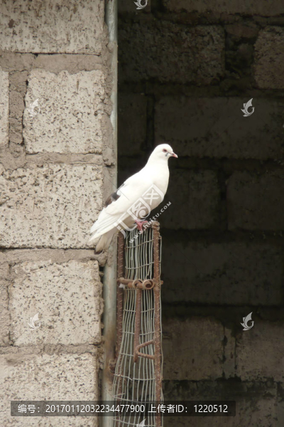 和平鳥
