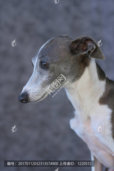 意大利灰狗我