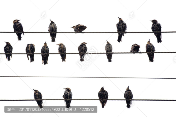 電線上的鳥。白色孤立。
