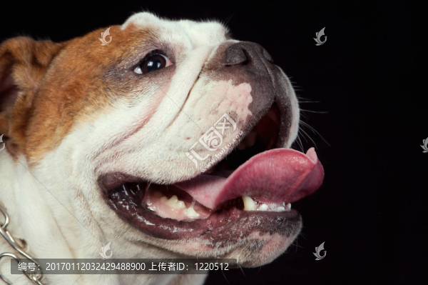 斗牛犬