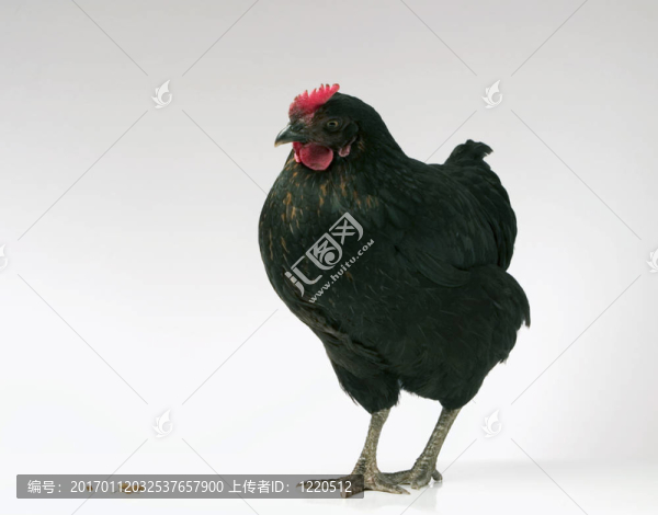 黑雞