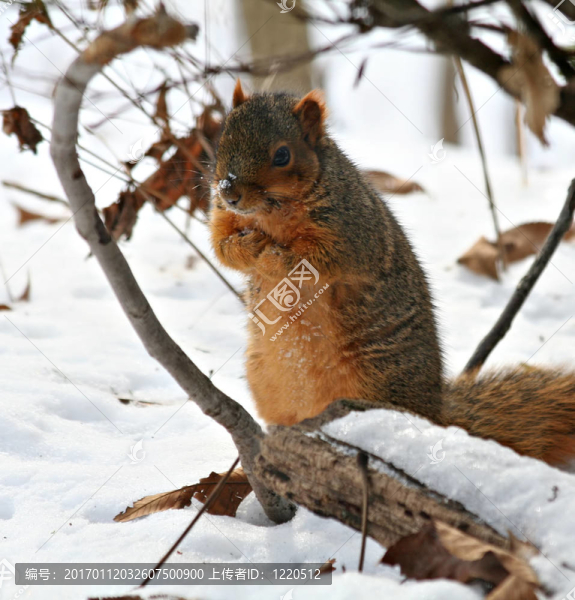 squirrrel