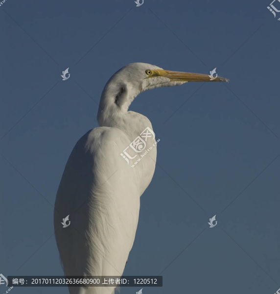 大白鷺