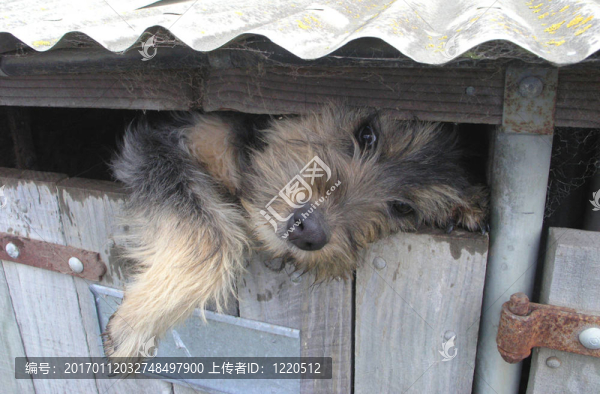 獵狗胡迪尼